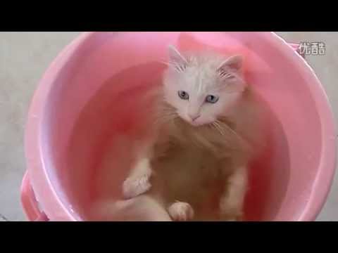 Cat Relaxing in Warm Bath in Bucket 