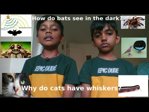 How do bats see in the dark? - YouTube