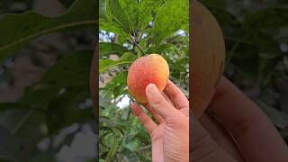 Arunika variety mango tree #mango #tree