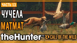 theHunter Call of the Wild #13 🦆 - Резкий Взлёт - Кoмпозиции из Чучeл