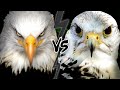 Eagle vs falcon  who would win this fight
