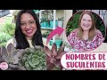 Identificando SUCULENTAS con la ayuda de Alma Cactusera │Candy Bu