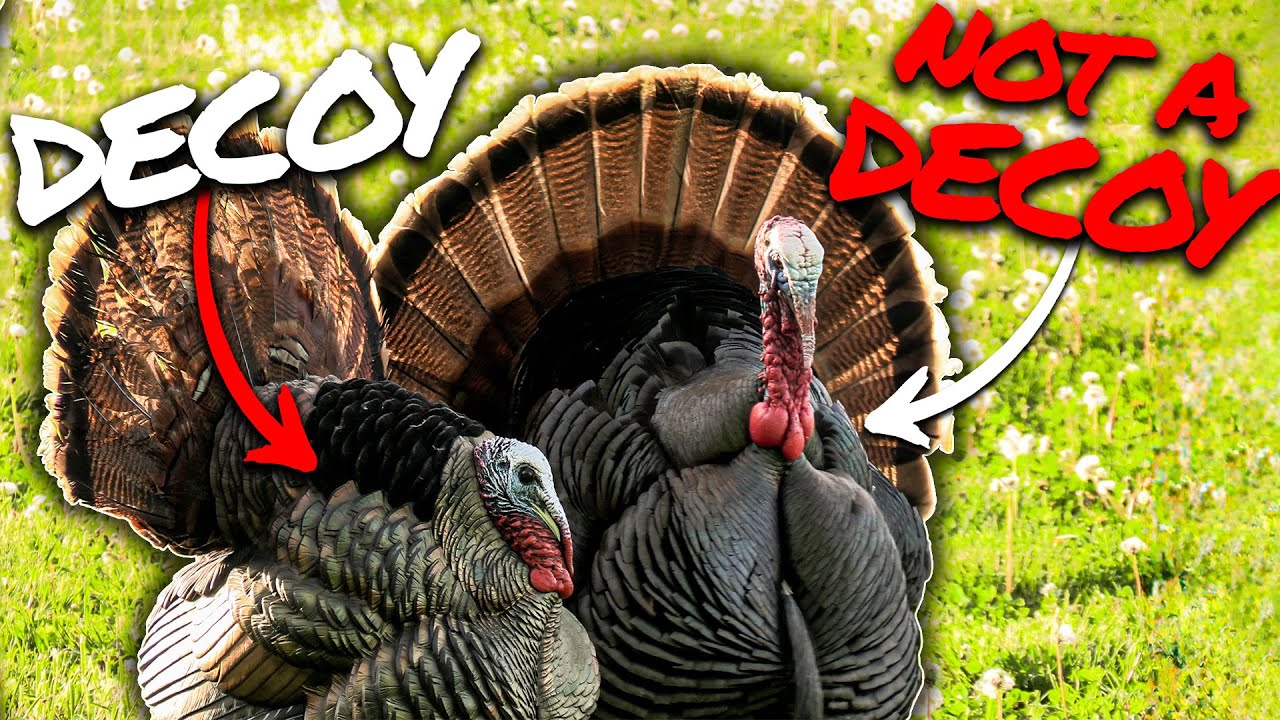 2 Classic Turkey Hunts, Wisconsin and Missouri Gobblers
