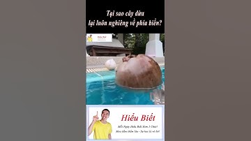 Tại sao cây dừa lại luôn nghiêng về phía biển? | Hiểu Biết #shorts