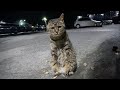 This stray cat missing front limbs follows closely everywhere attempting to get food