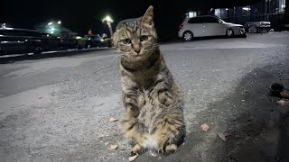 This stray cat, missing front limbs, follows closely everywhere, attempting to get food.