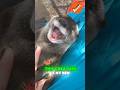 HE'S SO CUTE 🥺 #funny #animals #fails