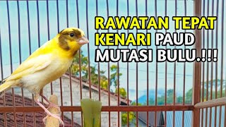 Cara Merawat Kenari Paud Mutasi Bulu