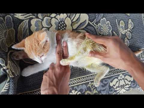 Easy Treatment For Paralyzed Kitten At Home  - Walk In 1 Week