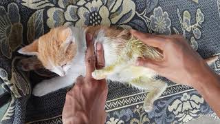 Easy Treatment For Paralyzed Kitten At Home   Walk In 1 Week