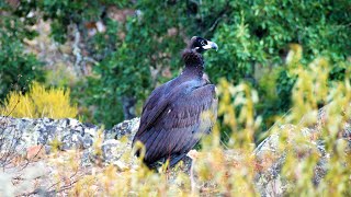 Bob Seguer -Against The Wind- HD 4K Parque nacional de Cabañeros.