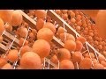 オレンジ色の輝きいつまでも  本格再生目指すあんぽ柿農家