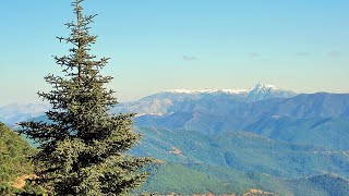 Logramos Sacar Adelante A Mi Pinsapo Abies Pinsapo Tras El Caluroso Verano De Mi Ciudad
