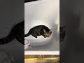 😹 Cats Doing Cats Things 😹#shorts #funnycat #냥춘기