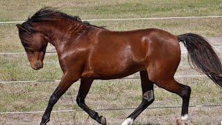 Album - Une Balade Avec Le Caspien, Une Monture Parfaite Pour Les Jeunes Cavaliers