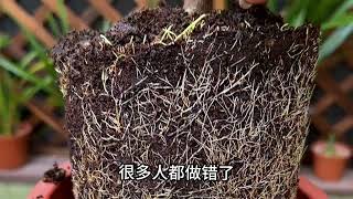 栀子花养成这种鬼样子，教你一招轻松恢复枝繁叶茂