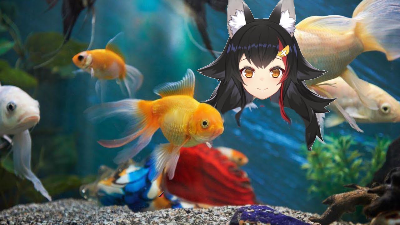 A rare Ookami Mio Fish appeared