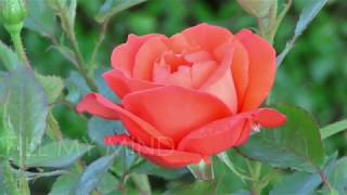 Like the Dewfall (an original song inspired by the Eucharistic Prayer)
