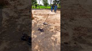 Dangerous King Cobra #shorts #youtubeshots #shortvideos #youtube #kasi#alla #buyman