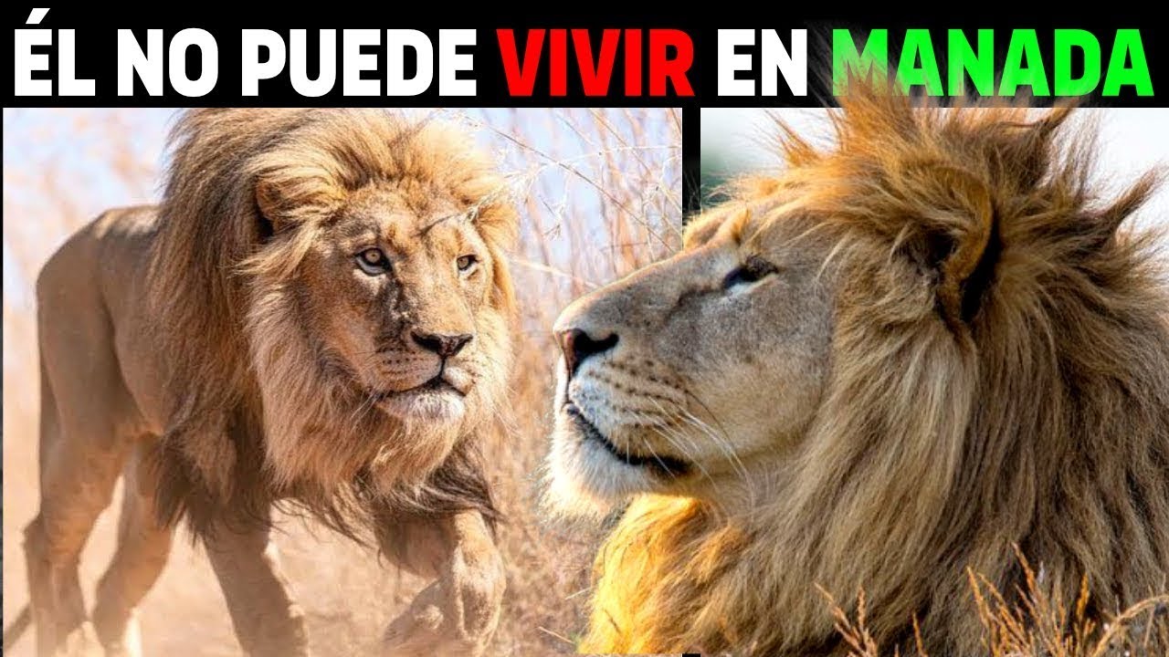 😱 LEÓN ABANDONA MANADA Y HACE ALGO NUNCA ANTES VISTO - León Jesse