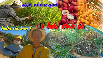 Cả Team Trải Nghiệm Đi Hái Chà Là Hồi Ức Lại Tuổi Thơ