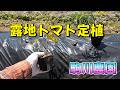 露地トマト定植　駒川農園　26.5.11