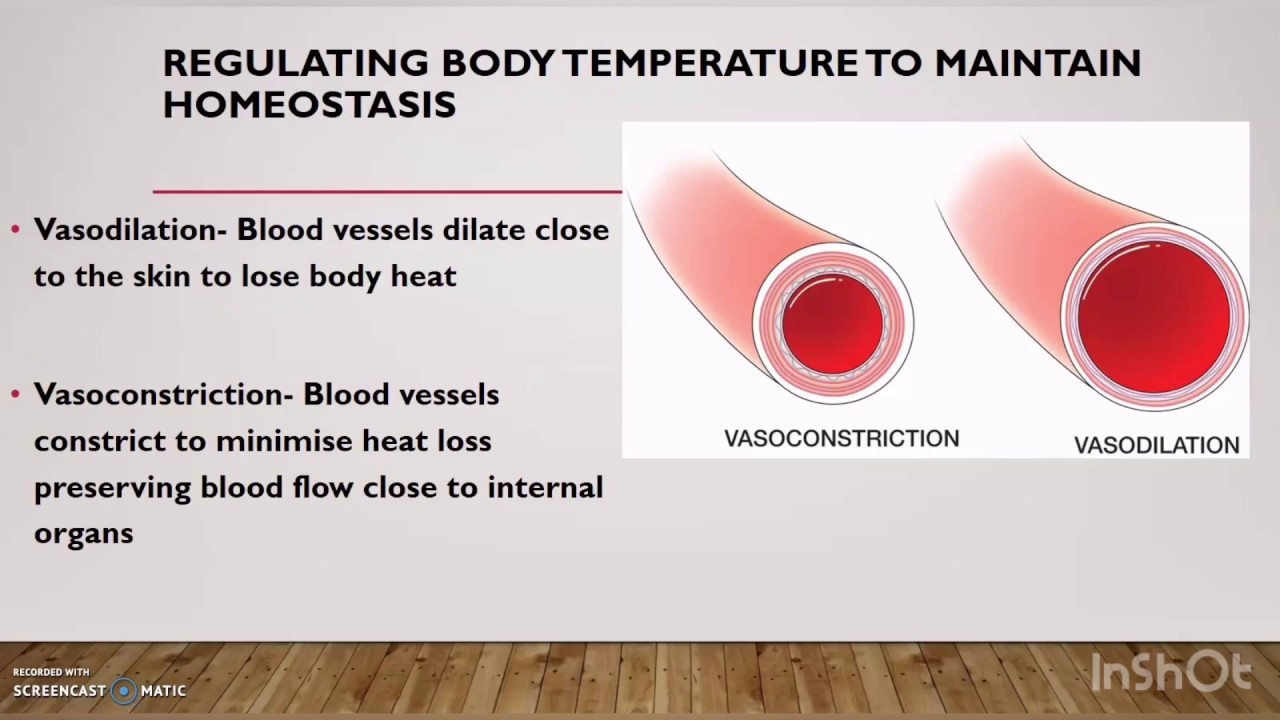 the-cardiorespiratory-system-lesson-4-youtube