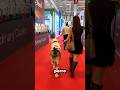 El Perro Más Fuerte Del Mundo!