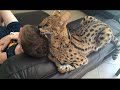 Do Big Cats Love Humans?