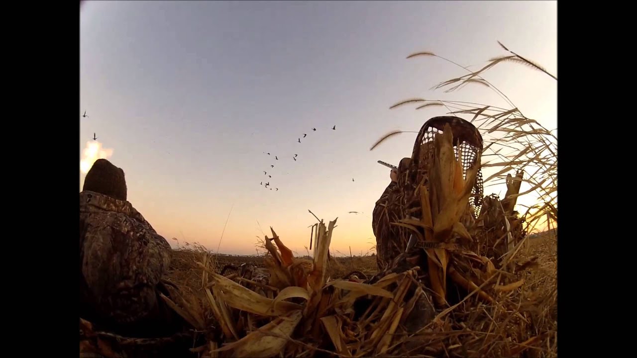 2015 Iowa Goose Hunting Picked Cornfield 2 of 2 YouTube