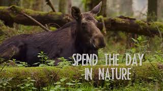 Northwest Trek Wildlife Park
