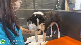 Dogs: how to wash my animal after a walk?