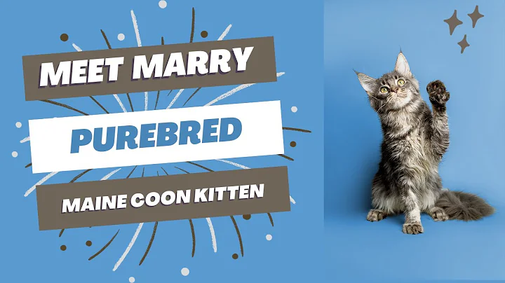 Video 3518851: purebred maine coon kitten, purebred kitties, kitten home