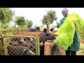 Easiest way to grow hydroponic fodder on a small space  farming in kenya success story