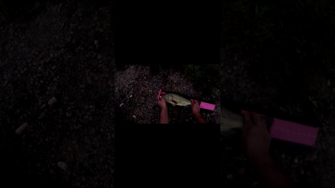 Largemouth Bass Destroys a Big Spider - YouTube