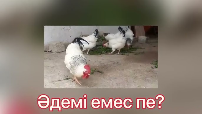 Балапанды тез жұлып алады