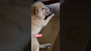 Milky #fatcat #fatcats #cats #funnycat #funnycats #tweet #katnis #daleon #dog #dogs #aspin #puspin