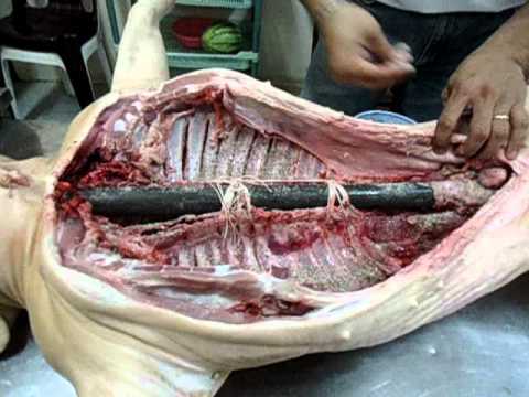 Cooking Guide How To Roast A Pig By Dodong Tomas Part-11-08-2015