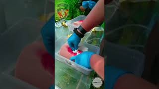 Be Prepared Mastering Wound Care With Rhino Compressed Gauze