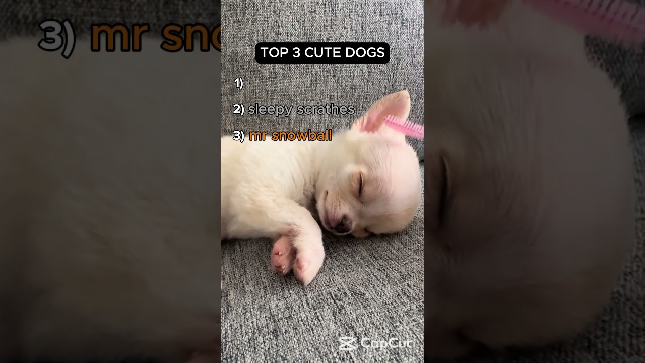 top 3 cute dogs