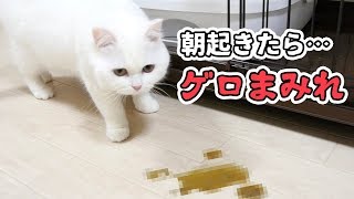 【観覧注意】朝起きたらリビングがゲロまみれに…。エサを切り替えて５日目。