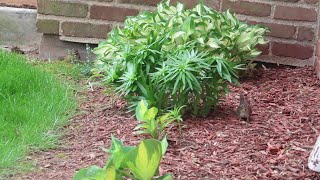 Baby chipmunks come out of the burrow