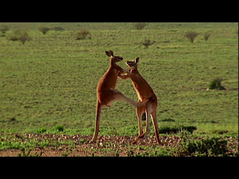 Una pelea entre dos canguros | NATIONAL GEOGRAPHIC ESPAÑA