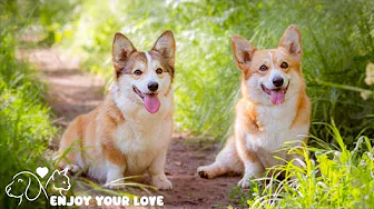 Dog Calming Music for Anxiety 💖 Anti Separation Anxiety Relief Music 🐶🎵 dog music