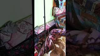 Buzağılar Ölmesin Diye Bu Çaba. Resimi