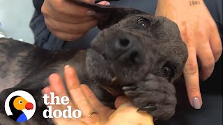 Woman Drives 10 Hours To Rescue A Paralyzed Dog | The Dodo by The Dodo 641,512 views 12 days ago 3 minutes, 1 second