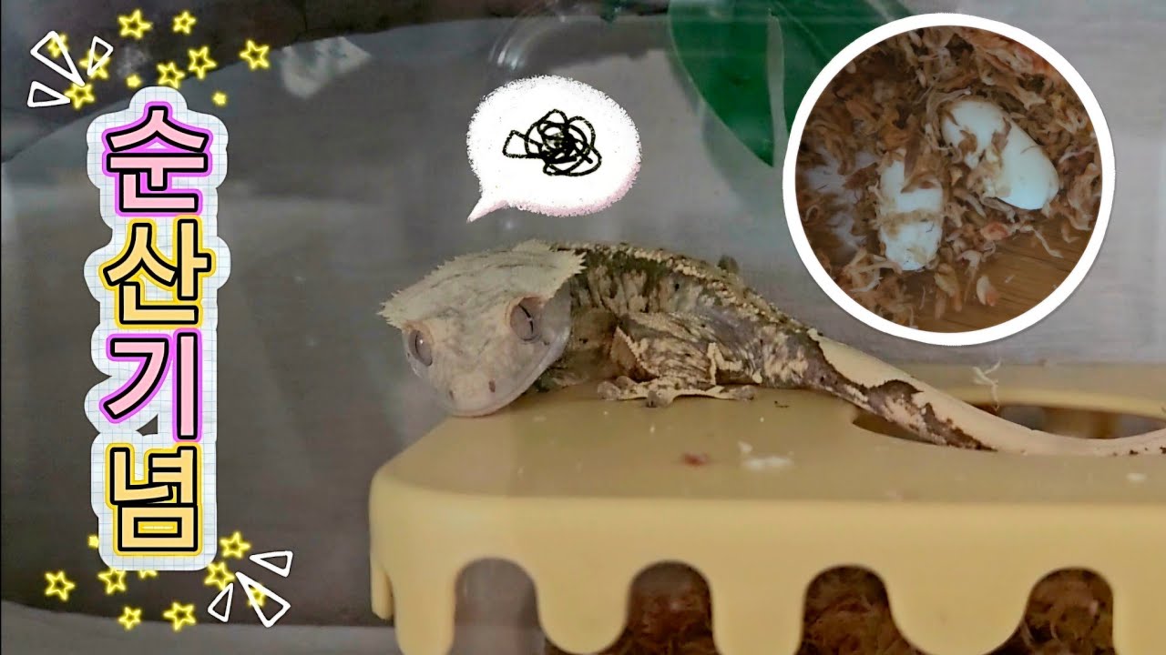치즈가 첫 알을 낳았어요 #첫만남 #초보집사 #게코도마뱀 