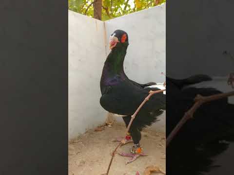 وحش من حلالنا تم بيعه ربي يبارك لصاحب النصيب  وحش من حلالنا تم بيعه ربي يبارك لصاحب النصيب