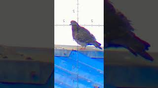 ajustando sistema eagle vision