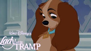What Breed Is Lady? | Disney FAQ What Breed Is Lady? | Disney FAQ